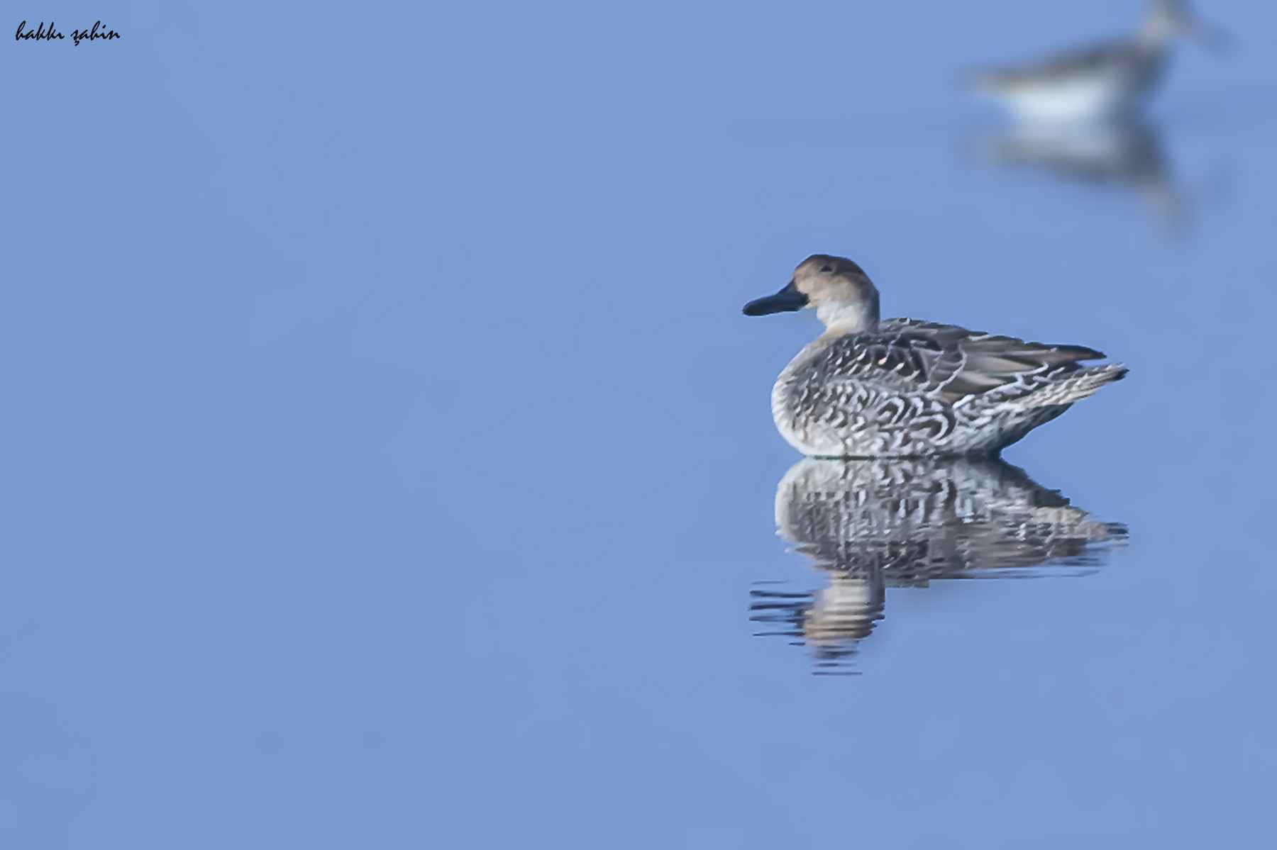 Northern Pintail